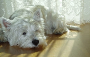 West Highland Terrier Widescreen West Highland Terrier Widescreen
