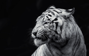 White Tiger Widescreen White Tiger Widescreen