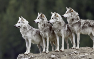 Wolf Deskto Wolf Deskto