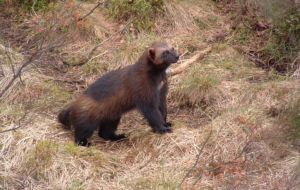 Wolverine High Quality Wallpapers Wolverine High Quality Wallpapers