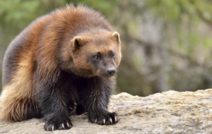 Wolverine Widescreen Wolverine Widescreen