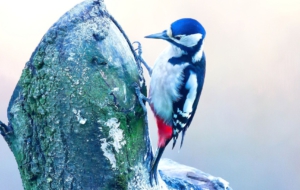Woodpecker 4K Woodpecker 4K
