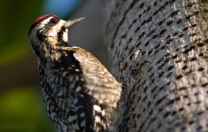 Woodpecker HD Background Woodpecker HD Background
