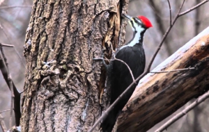 Woodpecker HD Deskto Woodpecker HD Deskto