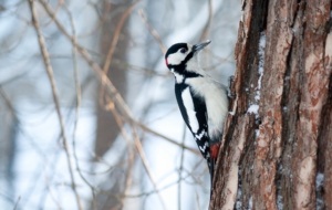 Woodpecker High Definition Woodpecker High Definition
