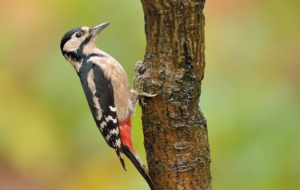 Woodpecker High Definition Wallpapers Woodpecker High Definition Wallpapers