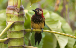 Woodpecker Photos Woodpecker Photos
