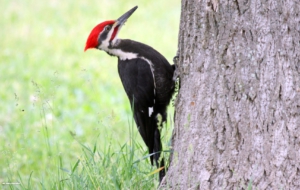 Woodpecker Wallpapers Woodpecker Wallpapers