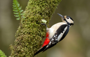 Woodpecker Wallpapers HD Woodpecker Wallpapers HD