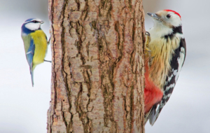 Woodpecker Full HD Woodpecker Full HD