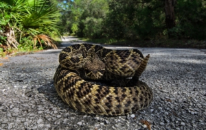 Eastern Diamondback Rattlesnake 4K Eastern Diamondback Rattlesnake 4K