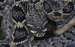 Eastern Diamondback Rattlesnake Computer Wallpaper Eastern Diamondback Rattlesnake Computer Wallpaper