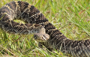Eastern Diamondback Rattlesnake Desktop Eastern Diamondback Rattlesnake Desktop