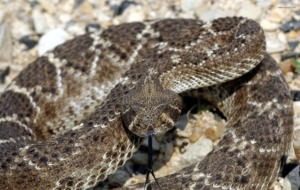 Eastern Diamondback Rattlesnake Desktop Images Eastern Diamondback Rattlesnake Desktop Images