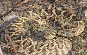 Eastern Diamondback Rattlesnake Free Download Eastern Diamondback Rattlesnake Free Download