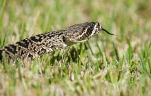 Eastern Diamondback Rattlesnake HD Background Eastern Diamondback Rattlesnake HD Background