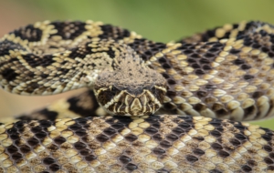 Eastern Diamondback Rattlesnake For Desktop Eastern Diamondback Rattlesnake For Desktop